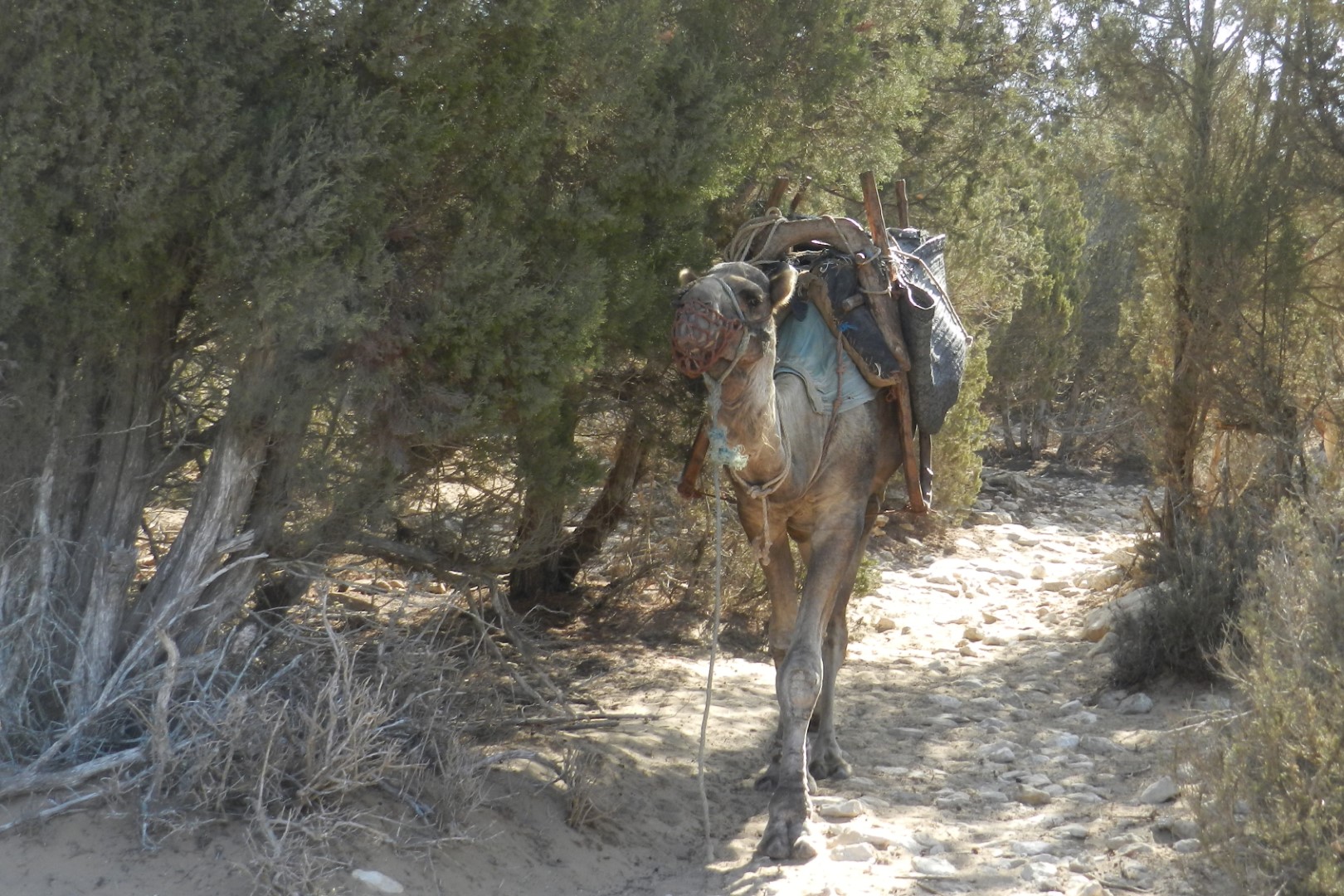 jeûne Essaouira oasis